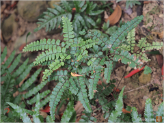 Adiantum flabellulatum