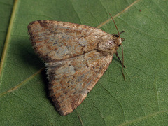 Photedes minima