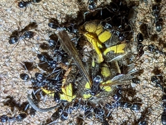 Vespula pensylvanica