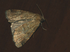 Photedes minima