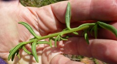 Tetragonia fruticosa