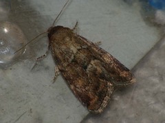 Photedes minima