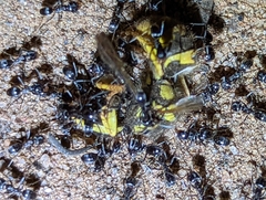 Vespula pensylvanica