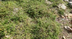 Tetragonia fruticosa