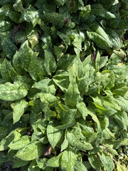 Pulmonaria