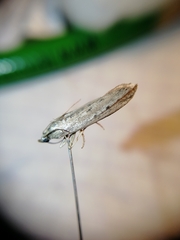 Phycitodes lacteella