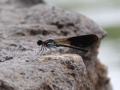 Heliocypha fenestrata