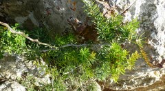Asparagus multiflorus