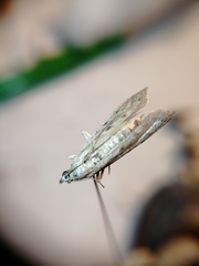 Phycitodes lacteella