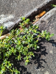 Portulaca oleracea