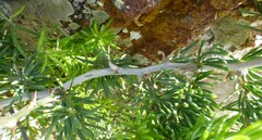 Asparagus multiflorus