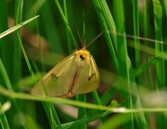 Diacrisia sannio