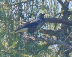 Nucifraga caryocatactes