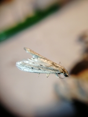 Phycitodes lacteella
