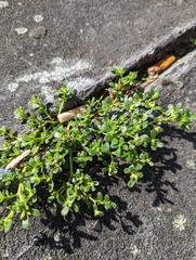 Portulaca oleracea
