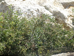 Carissa bispinosa