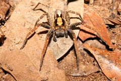 Ctenus ornatus