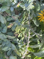 Stachys byzantina