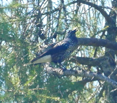 Nucifraga caryocatactes