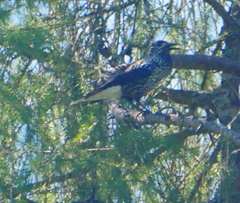 Nucifraga caryocatactes