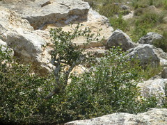 Carissa bispinosa