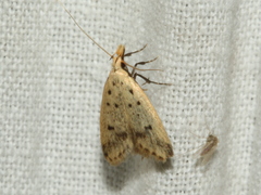 Atheropla decaspila