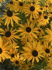 Rudbeckia