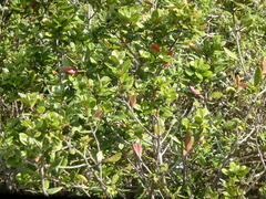 Diospyros dichrophylla