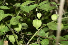 Pleosporaceae