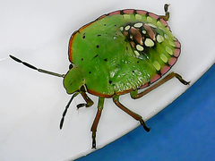 Nezara viridula