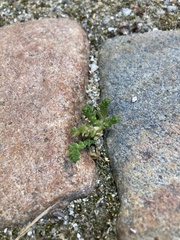 Sedum acre