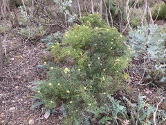 Isopogon