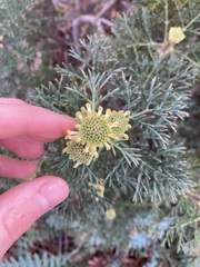Isopogon