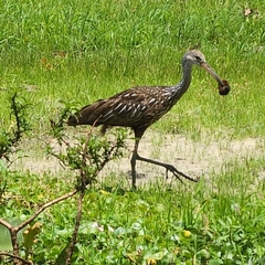 Aramus guarauna
