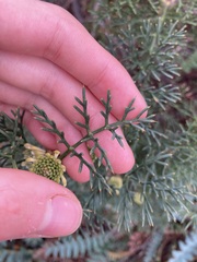 Isopogon