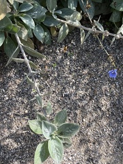 Stachys byzantina