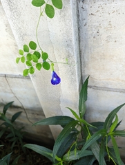 Clitoria ternatea