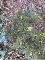 Isopogon