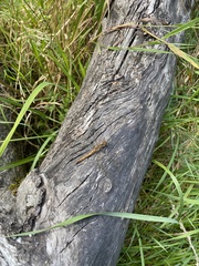 Sympetrum striolatum