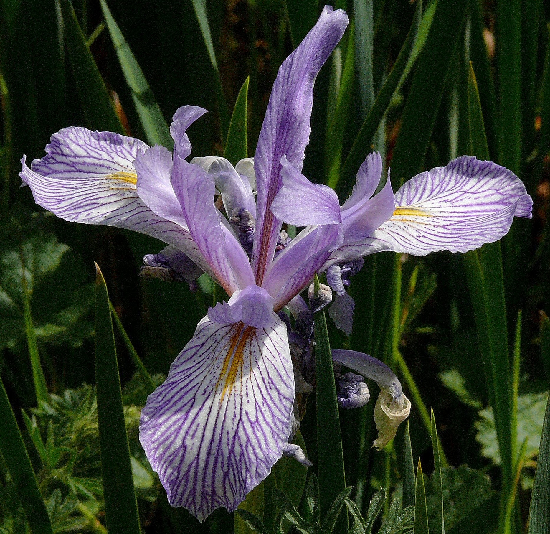 Iris longipetala