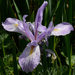 Iris longipetala - Photo (c) James Gaither, μερικά δικαιώματα διατηρούνται (CC BY-NC-ND)