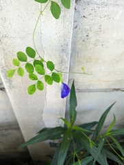 Clitoria ternatea
