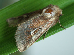 Phragmatiphila nexa