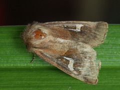 Phragmatiphila nexa