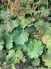 Alchemilla mollis