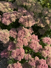 Hylotelephium maximum × spectabile