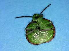 Nezara viridula
