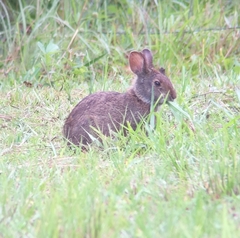 Sylvilagus palustris