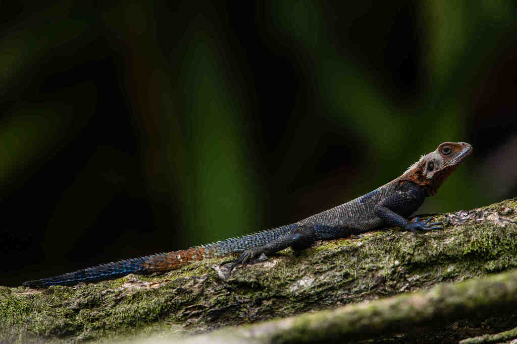 Cameroon Rainbow Agama