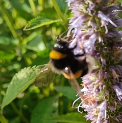 Bombus